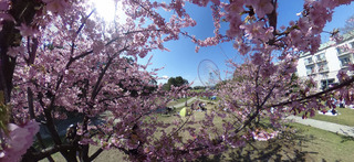 Ricoh THETA SC